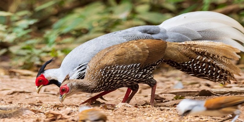 Nơi sống của chúng tương đối đa dạng với nhiều điều kiện địa hình